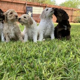 Goldendoodle Puppies from Mesquite Kennels