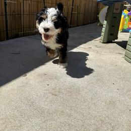 Bernedoodle Puppies from Myt fine doodles