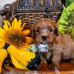 Aspen - Red male Cavapoo puppy in Marshfield, Missouri from Puppyloversplace