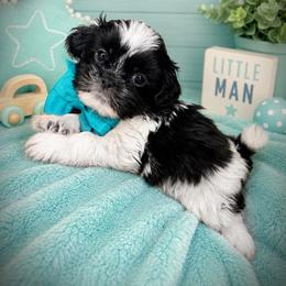 Felix - Black and white male Shih Tzu puppy in Lake City, Florida from Tiger Valley Shih Tzus