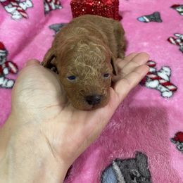 Maggie - Parti female Poodle puppy in Florence County, South Carolina from Modern Family Standards