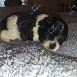 Brewer - Parti male Miniature Schnauzer puppy in Crestview, Florida from Dees Schnauzers