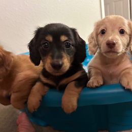 Dachshund Puppies from Hetu's Dachshunds