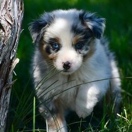 Ruri - Blue Collar - Blue merle male Australian Shepherd puppy in Prineville, Oregon from KC’s Aussies