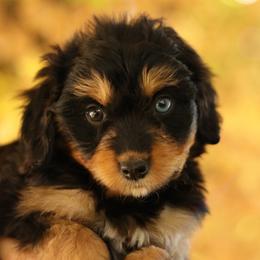 Rori - Black tri-color female Aussiedoodle puppy in Orleans, Indiana from Mae Blossom Puppies