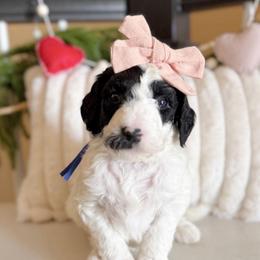 Lucky - Black and white female Sheepadoodle puppy in Danville, Indiana from Marley’s Doodle Ranch