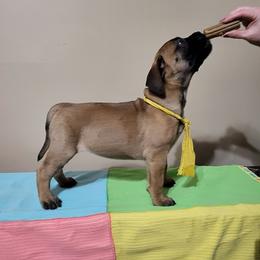 Yellow - Red fawn female Bullmastiff puppy in Wakarusa, Indiana from Watchman Kennels