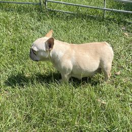 Lady - French Bulldog