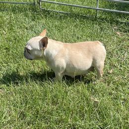 Lady - French Bulldog