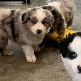 Miniature American Shepherds from Woodridge MAS