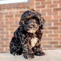 Whisper - Black and chalk male Australian Labradoodle puppy in Decatur, Alabama from Southern Meadows Doodles