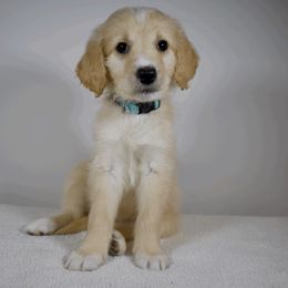 Fluttershy - Apricot Goldendoodle puppy in Millington, Tennessee from POP Goldendoodles