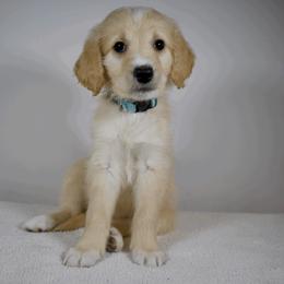 Fluttershy - Apricot Goldendoodle puppy in Millington, Tennessee from POP Goldendoodles