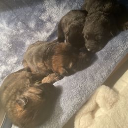 German Shepherd Puppies from Shepherds Vom BLR Haus