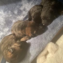 German Shepherd Puppies from Shepherds Vom BLR Haus