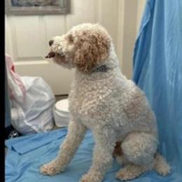 Aussiedoodles from Oh Doodles