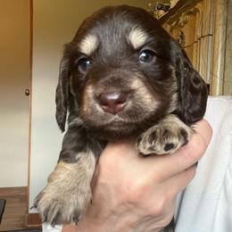 Emmit - Chocolate and tan male Dachshund puppy in Groveport, Ohio from Brobst Farm