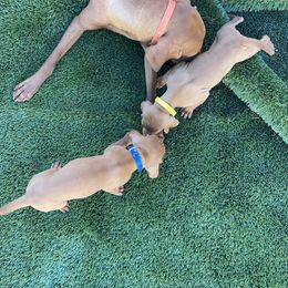 Vizsla Puppies from Waterfall Ranch Hungarian Vizslas