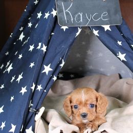AKC Kayce - Ruby male Cavalier King Charles Spaniel puppy in Albany, Indiana from Hatz Off Puppies