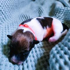 Girl 1 - female Kromfohrlander puppy in Pickerington, Ohio from Learykl Kromfohrlanders