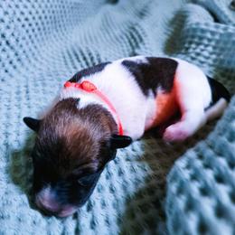 Girl 1 - female Kromfohrlander puppy in Pickerington, Ohio from Learykl Kromfohrlanders