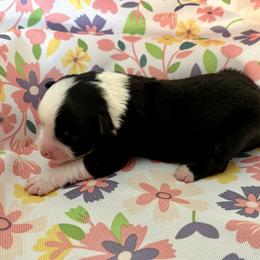 Blossom - Black tri male Miniature Australian Shepherd puppy in Port Saint Lucie, Florida from Charlene Brannon's Mini Australian Shepherds