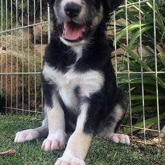 Borzoi Puppies from Symar Borzoi