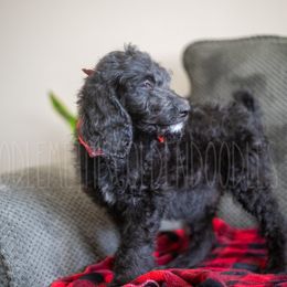 Goldendoodle Puppies from Doodle Me This Goldendoodles