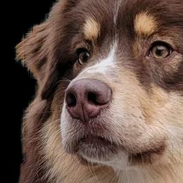 DOC - Australian Shepherd