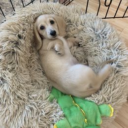 Dachshund Puppies from Lake County Cream Dachshund