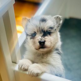 Quiche - Merle female Pomsky puppy in Greenville, South Carolina from Thicketty Mountain Pomskies