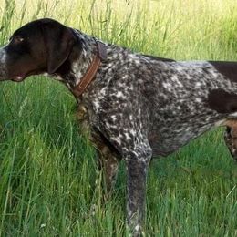 German Shorthaired Pointers from Aus Dem Norden GSP’s