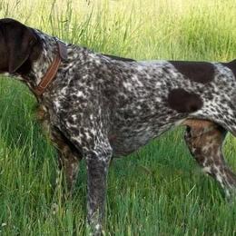 German Shorthaired Pointers from Aus Dem Norden GSP’s
