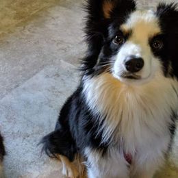 Toy Australian Shepherds from Doe-Trails Toy Aussies