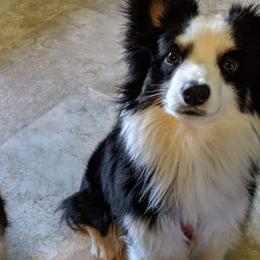 Toy Australian Shepherds from Doe-Trails Toy Aussies