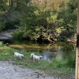 Labrador Retriever All Grown Up from Chateau St. John
