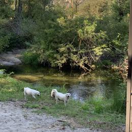 Labrador Retriever All Grown Up from Chateau St. John