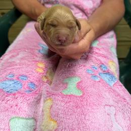 Aqua collar - Golden female Golden Retriever puppy in Monroe, Tennessee from Golden Girls Furever Friends