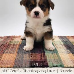 Pumpkin Pie - Black and tan female Pembroke Welsh Corgi puppy in Pine Village, Indiana from NL Horsemanship