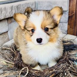 Jasper -no collar - Red male Pembroke Welsh Corgi puppy in Benjamin, Utah from Nuna’s  Corgis