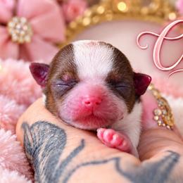 Cherie - Chocolate, tan and white female Yorkshire Terrier puppy in Warren, Michigan from Danielle's Yorkie Babies