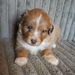 JOHNATHON - Red merle male Miniature American Shepherd puppy in Goldendale, Washington from Amulet Charm