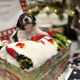 Barbara Jean - Parti female Miniature Schnauzer puppy in Biggs, California from Melton's Mini Schnauzers
