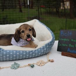 Bolt (Red collar) - Cream male Dachshund puppy in Prospect, Oregon from Spunky Sausage Pups