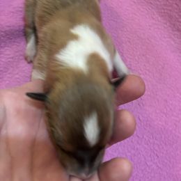 Girl 4 - Sable and white Collie puppy in Bad Axe, Michigan from Collie Campo