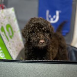 Hot pink Gorl - Chocolate Goldendoodle puppy in Thomasville, North Carolina from North Carolina Doodles- Thomasville