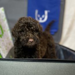 Hot pink Gorl - Chocolate Goldendoodle puppy in Thomasville, North Carolina from North Carolina Doodles- Thomasville