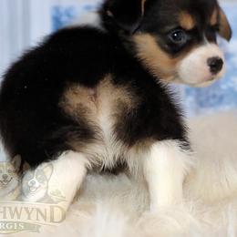 Pembroke Welsh Corgi Puppies from Northwynd Corgis