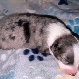 Zapps - Blue merle male Australian Shepherd puppy in Laurel, Mississippi from Reeves Australian Shepherds