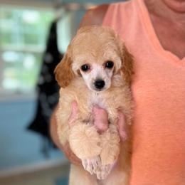Malibu - Red  male Poodle puppy in Wharton, Texas from In the Red Poodles